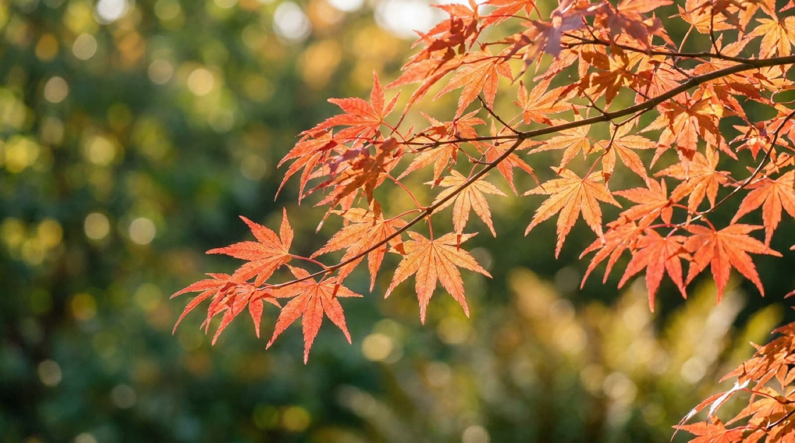 Zweig eines Fächerahorns mit rot-orangefarbenen Blättern im Gegenlicht der Herbstsonne, deren feine Blattadern durchscheinen, vor unscharfem grünem Hintergrund