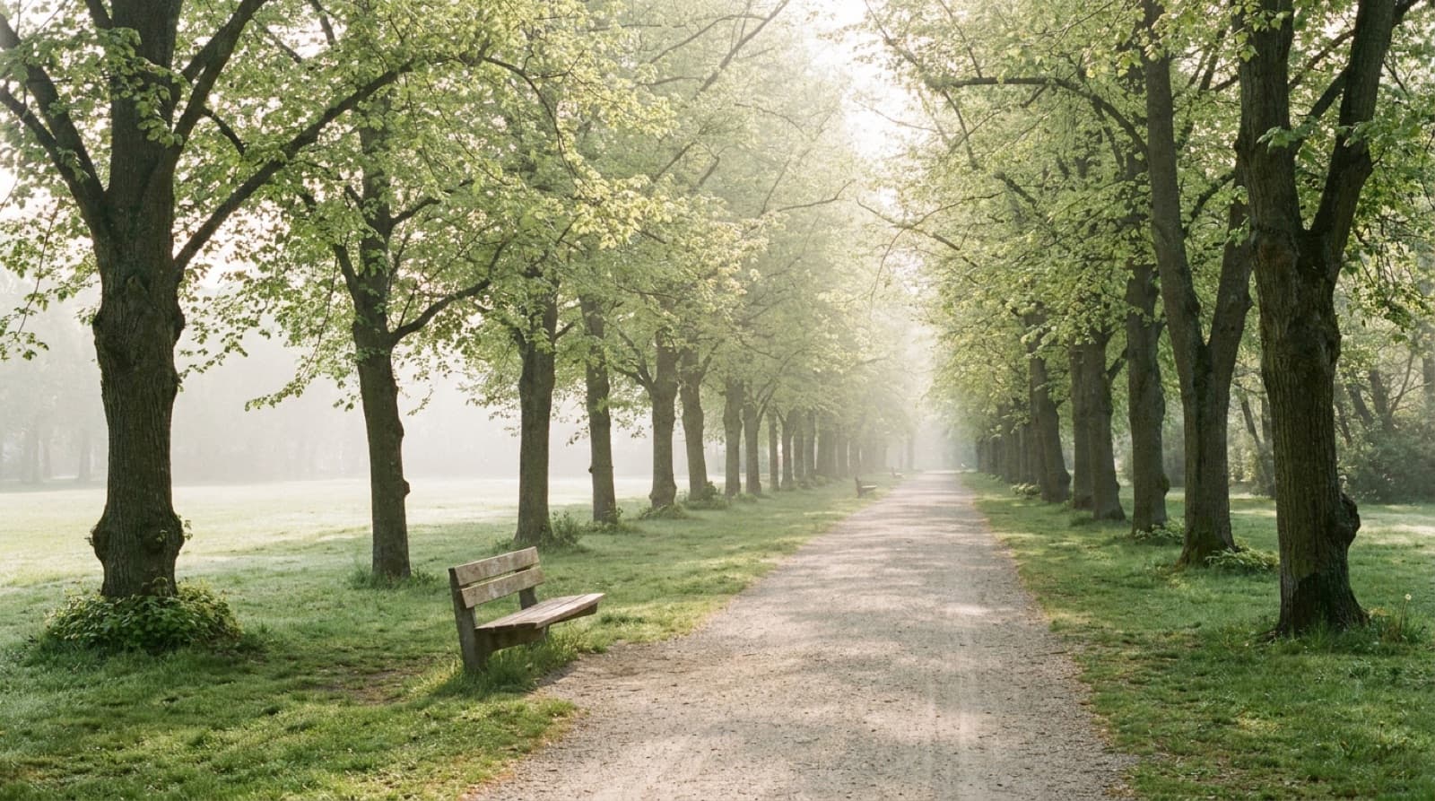 Menschenleere Parkallee mit hellem Kiesweg zwischen hohen, frisch belaubten Bäumen im Morgendunst, vorn am Wegrand eine leere Holzbank