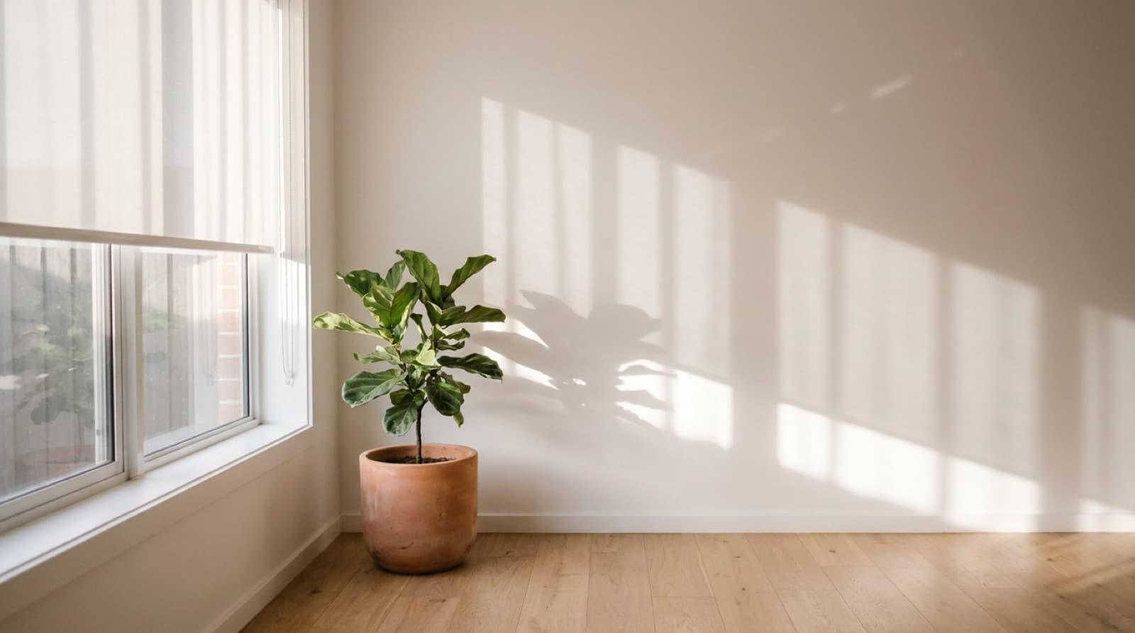 Heller, leerer Raum mit weißer Wand, auf die durch ein halb heruntergelassenes, lichtdurchlässiges Rollo Streifen aus Sonnenlicht und Schatten fallen, davor eine Geigenfeige im Terrakottatopf auf einem Holzboden