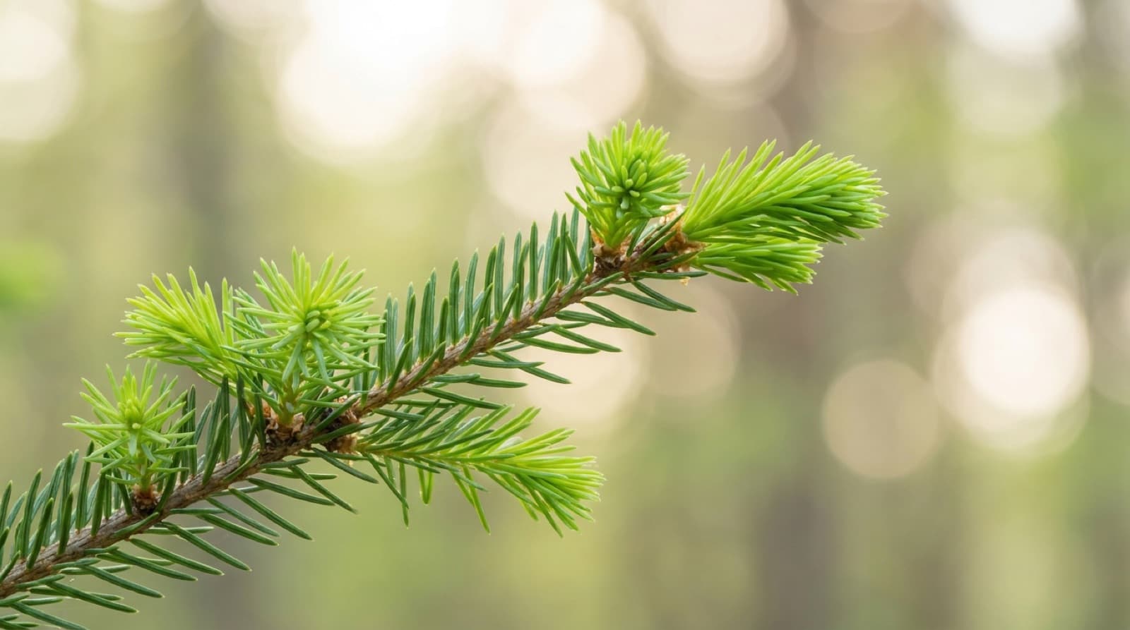 Zweig eines jungen Nadelbaums mit dunkelgrünen Nadeln und mehreren hellgrünen Frühlingstrieben an den Spitzen vor einem hellen, unscharfen grünen Waldhintergrund mit Lichtreflexen